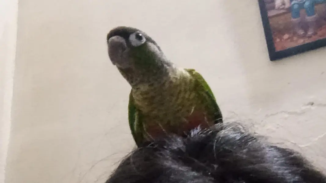 greencheek conure — photo 2