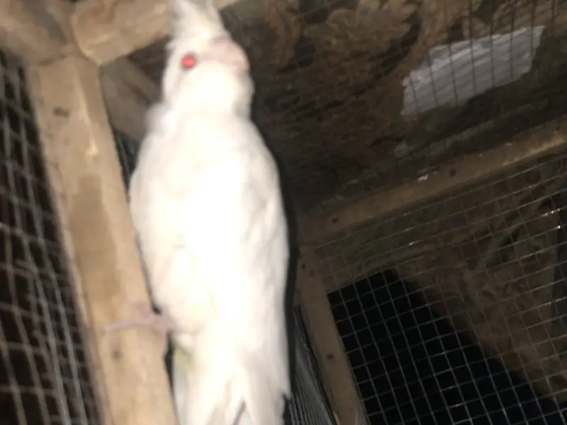 Red eye cockatiel pair — photo 3