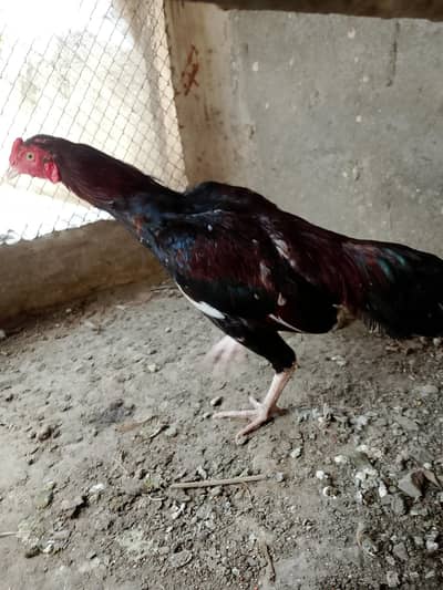 Aseel Pattha for sale