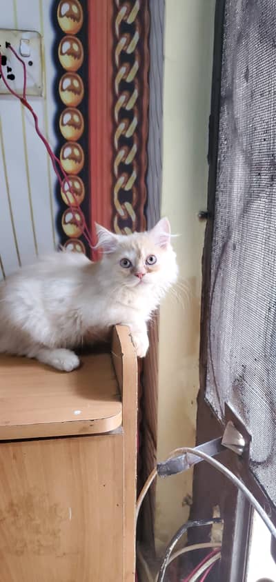 Pure Persian tripple coated kittens