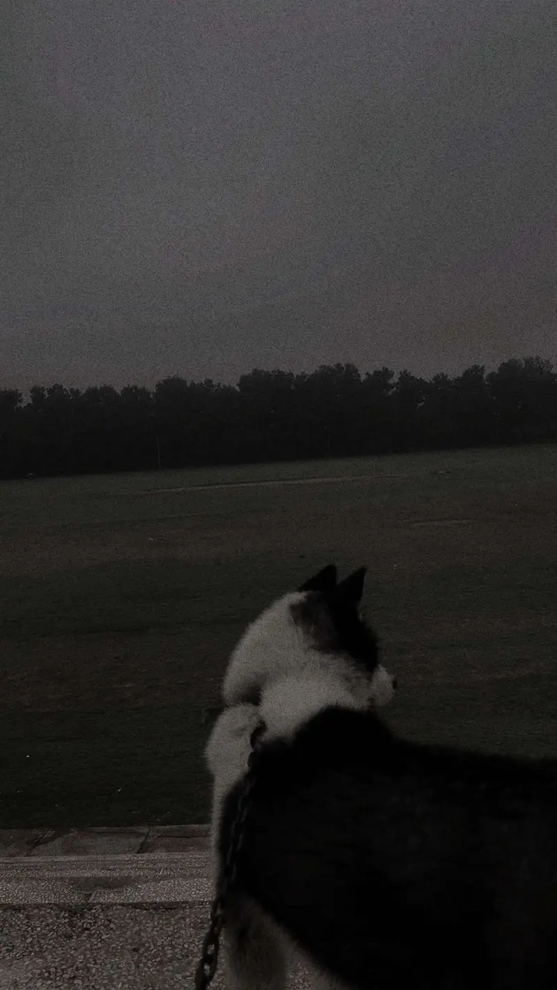 Siberian Husky with Odd eyes — photo 2
