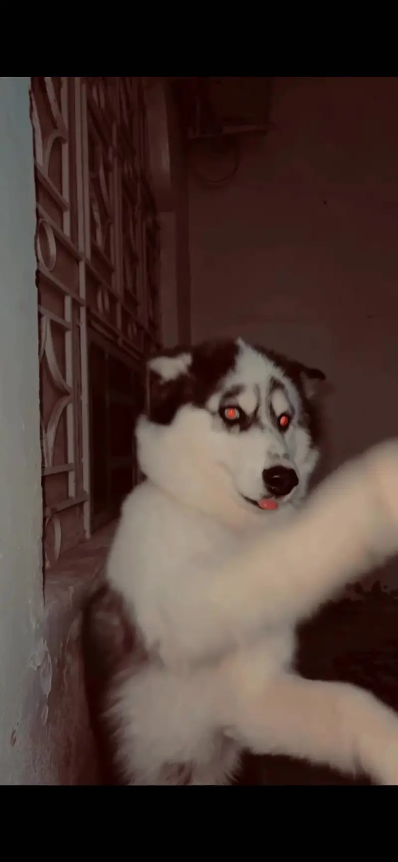 Siberian Husky with Odd eyes — photo 3