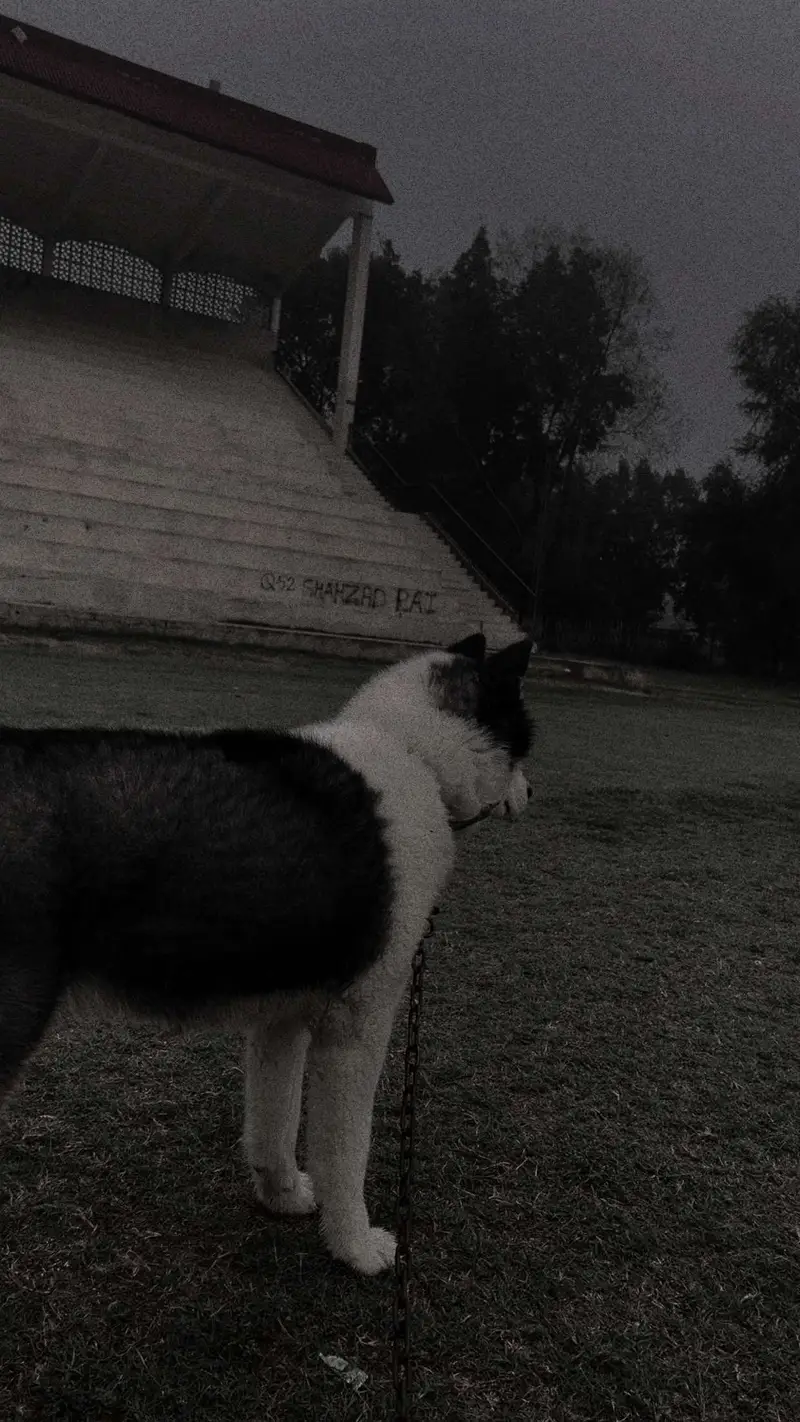Siberian Husky with Odd eyes — photo 4
