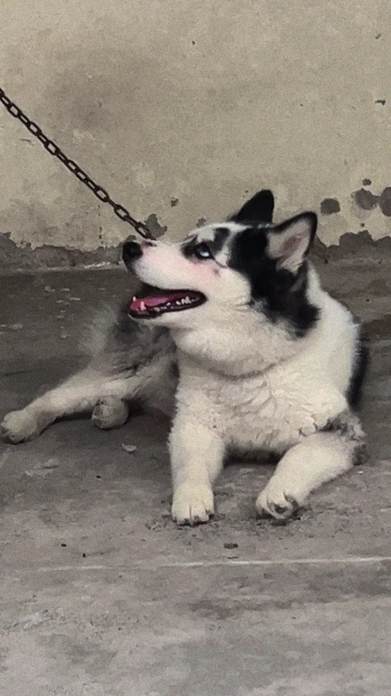 Siberian Husky with Odd eyes — photo 5