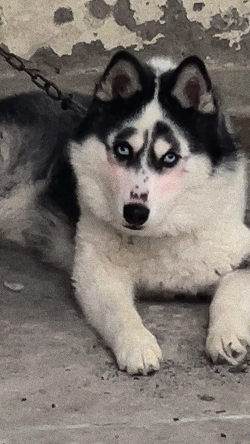Siberian Husky with Odd eyes — photo 6