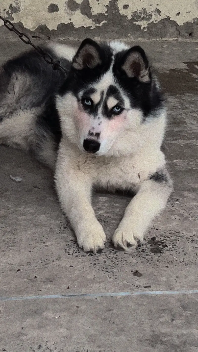 Siberian Husky with Odd eyes — photo 7