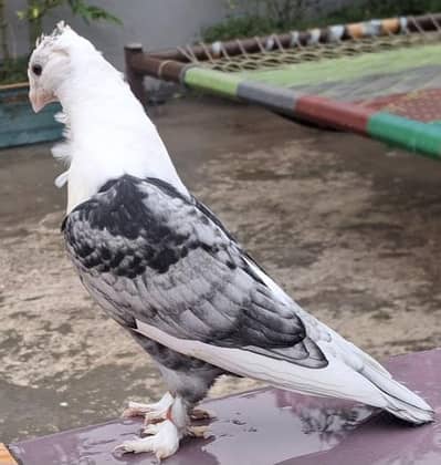 Sentinent Black Cherray Patha for sale