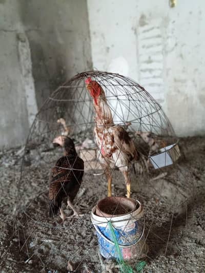 aseel patha for sale quality Birds
