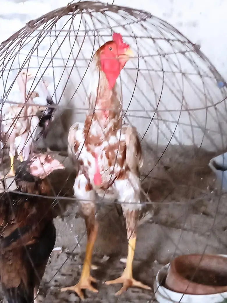 aseel patha for sale quality Birds — photo 2