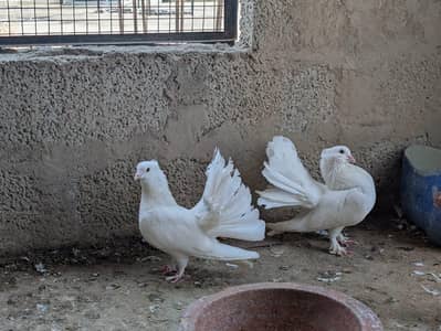 lakhy pigeon pair for sale