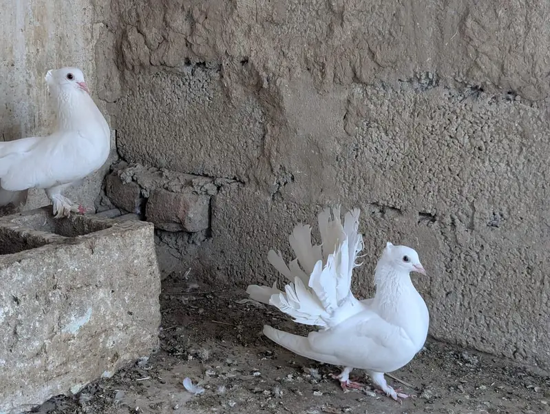 lakhy pigeon pair for sale — photo 2