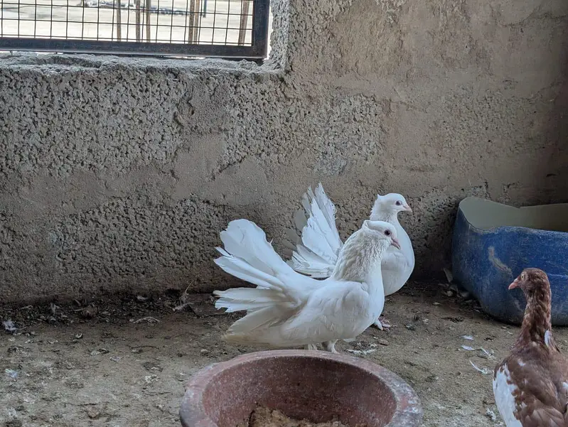 lakhy pigeon pair for sale — photo 3