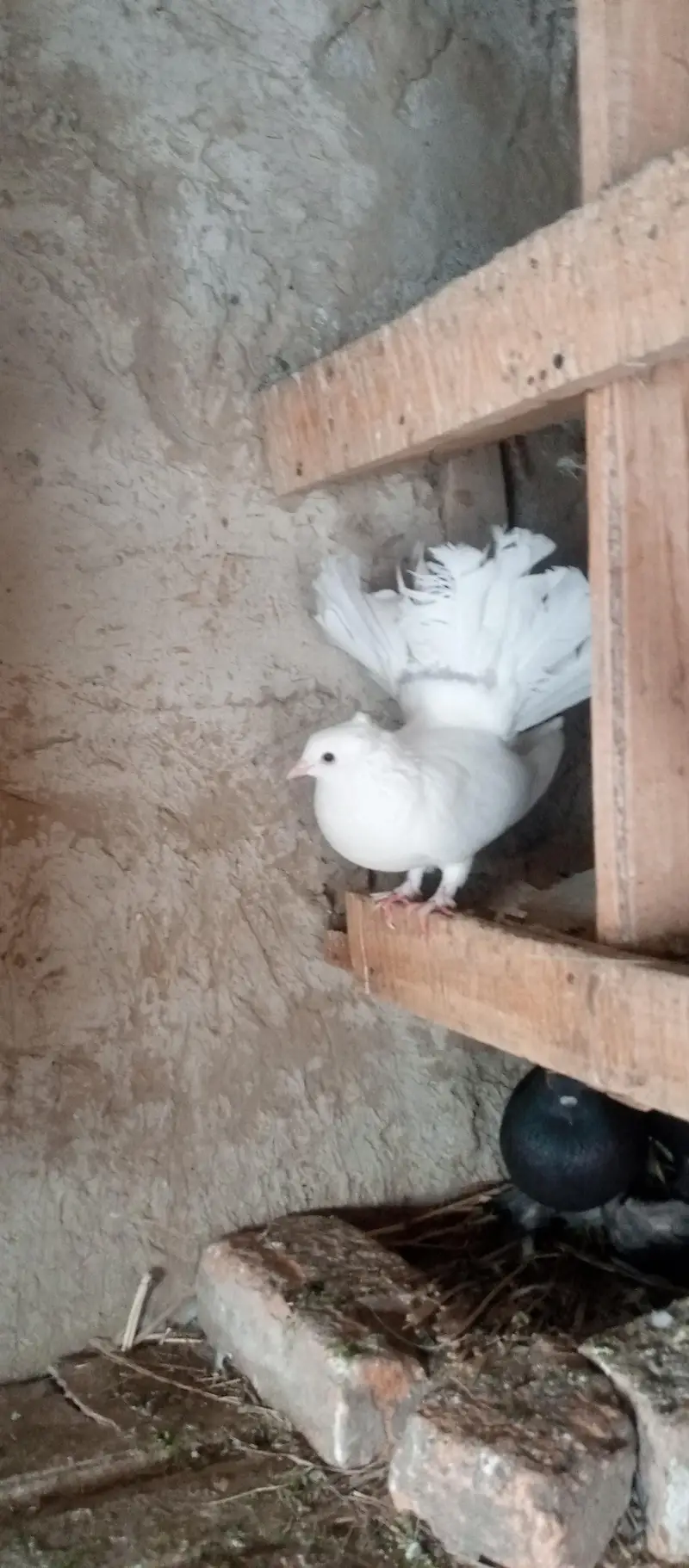 lakhy pigeon pair for sale — photo 4