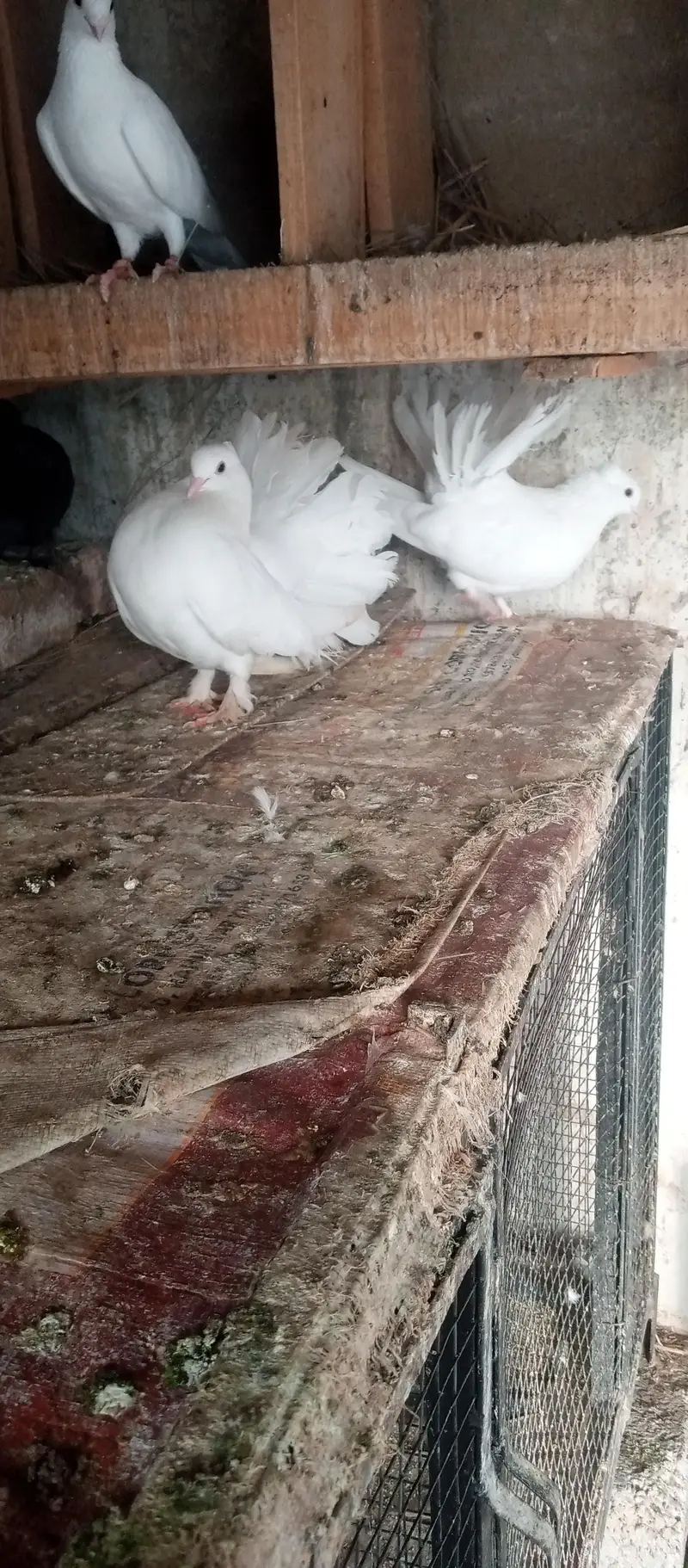 lakhy pigeon pair for sale — photo 5