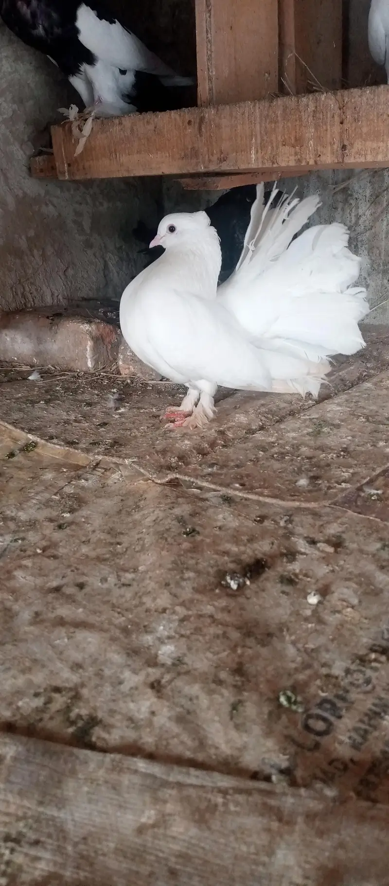 lakhy pigeon pair for sale — photo 6