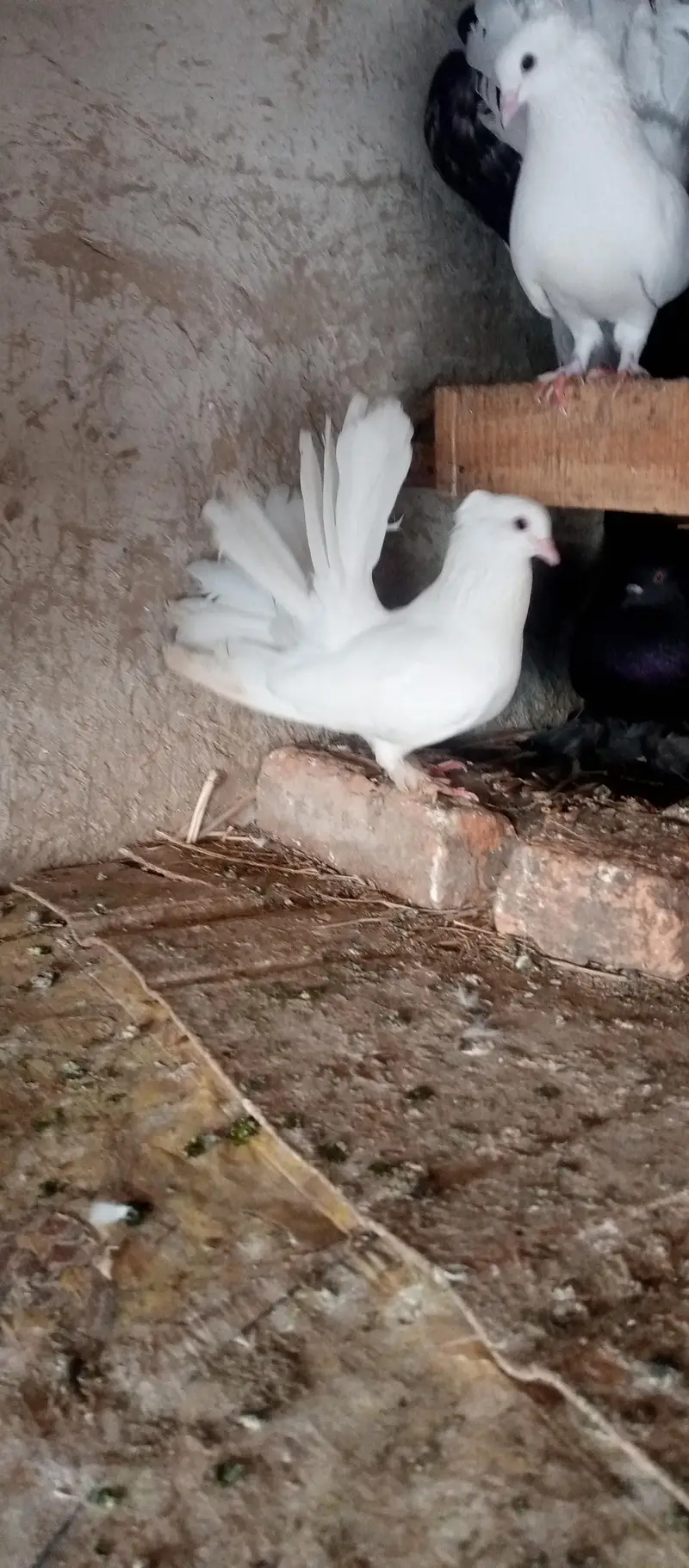 lakhy pigeon pair for sale — photo 7