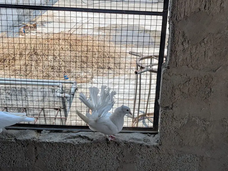 lakhy pigeon pair for sale — photo 9
