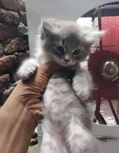 Persian kitten available for sale