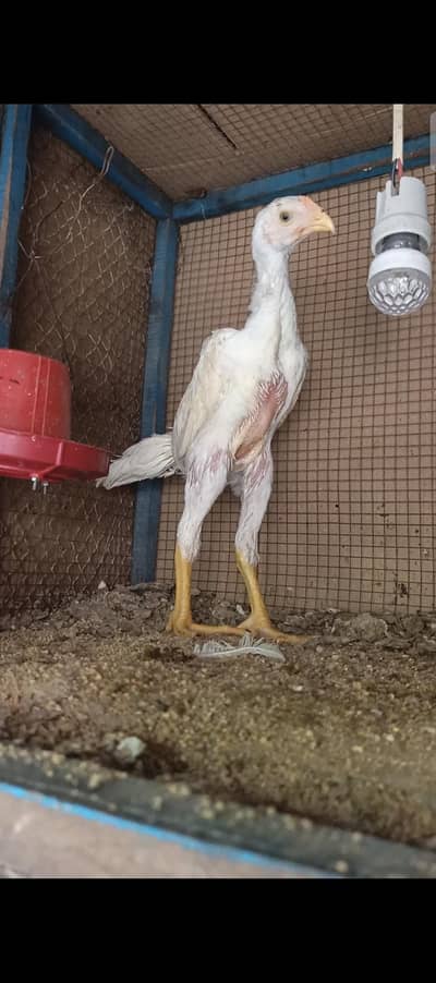 white Shamo O King Size