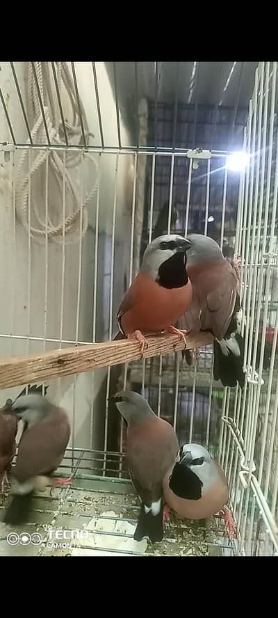 parson finch and Gouldian males