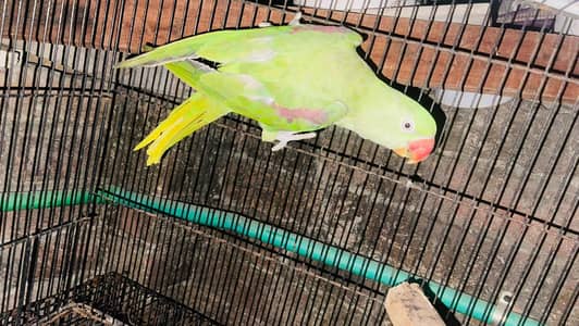 Raw parrot Female