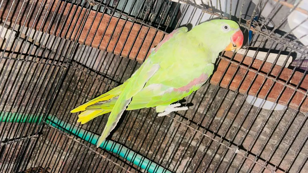 Raw parrot Female — photo 2