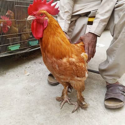 Pure Golden Heavy Buff Cochin Rooster for Sale - Healthy & Active