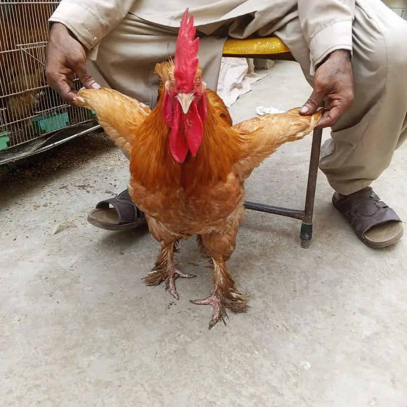 Pure Golden Heavy Buff Cochin Rooster for Sale - Healthy & Active — photo 2
