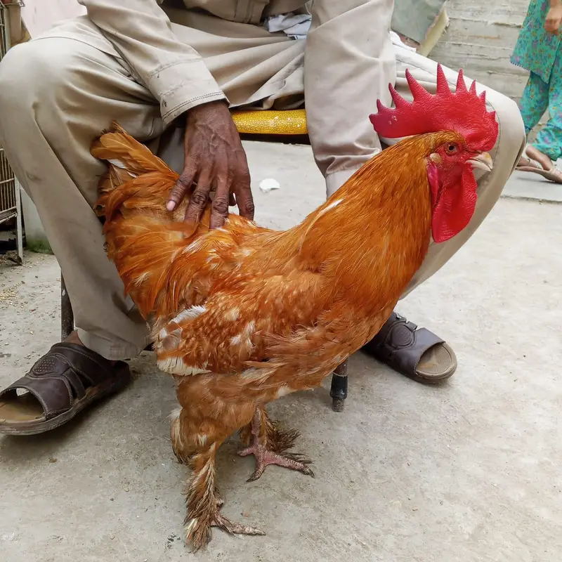 Pure Golden Heavy Buff Cochin Rooster for Sale - Healthy & Active — photo 3