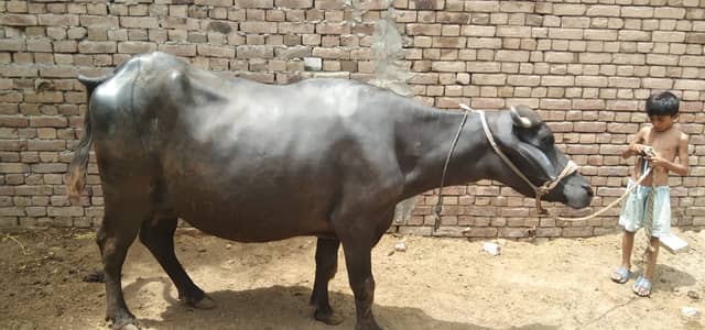 neli Ravi buffalo | Pure Neeli Ravi | Bhens | gaban Buffalo
