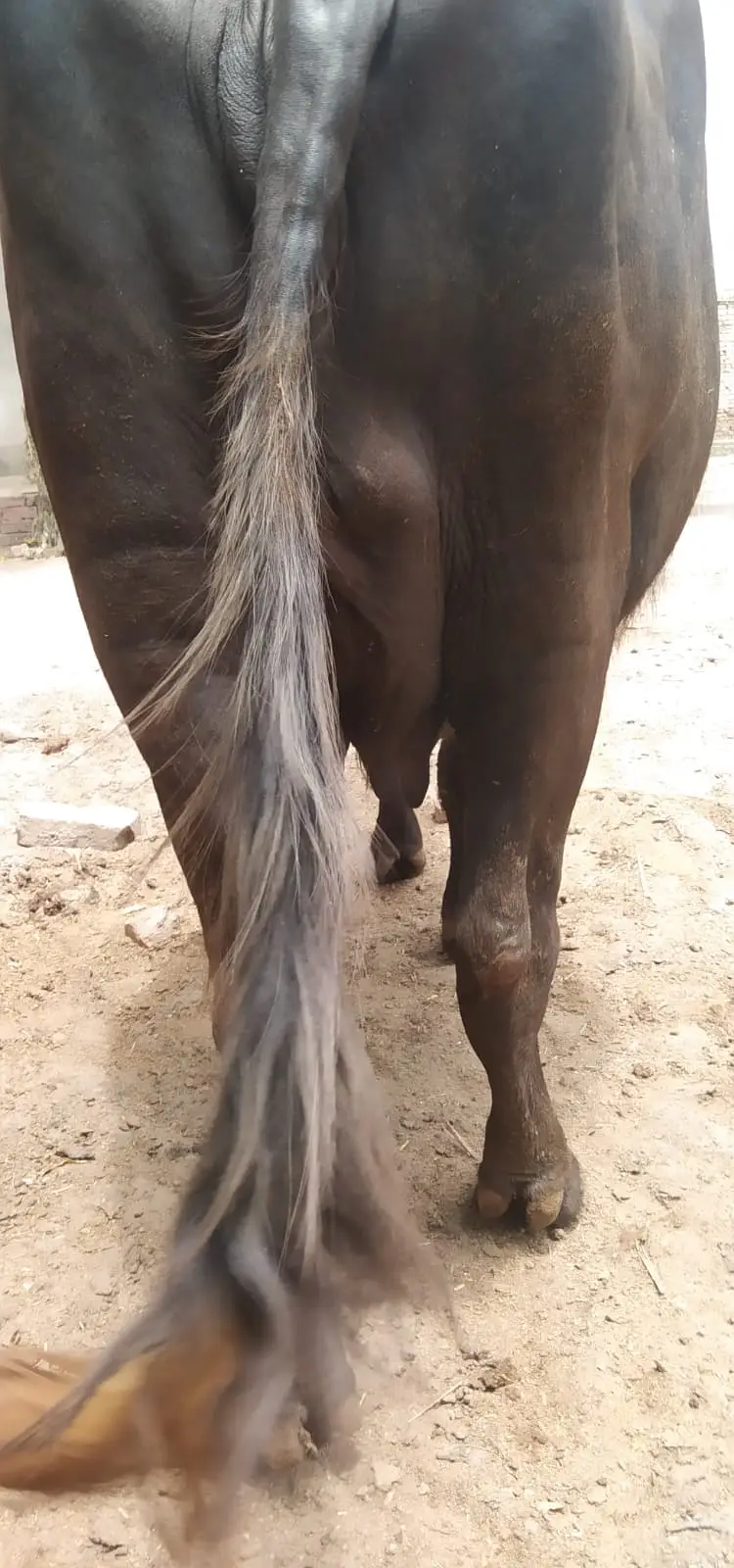 neli Ravi buffalo | Pure Neeli Ravi | Bhens | gaban Buffalo — photo 2