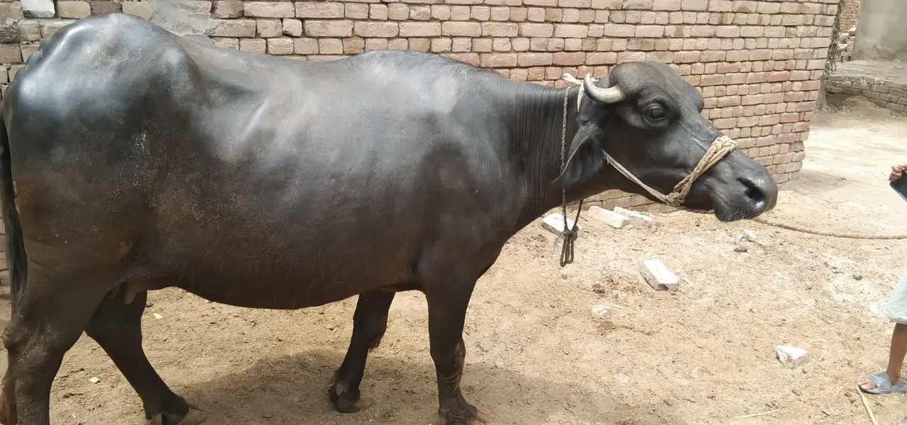 neli Ravi buffalo | Pure Neeli Ravi | Bhens | gaban Buffalo — photo 3