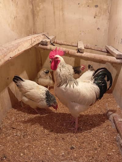 light susex heritage cheks and astorlop male cheks