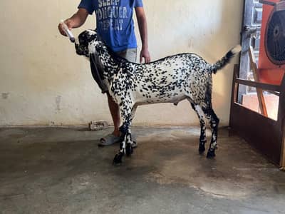 beautiful makhi cheeni goat with 2kids