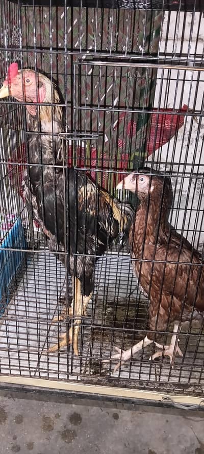 top quality ke pair