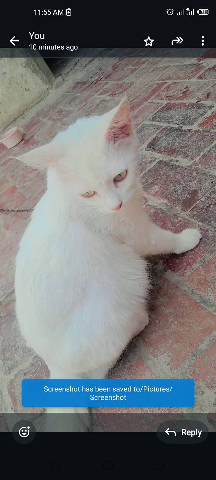 Cut cat 0
