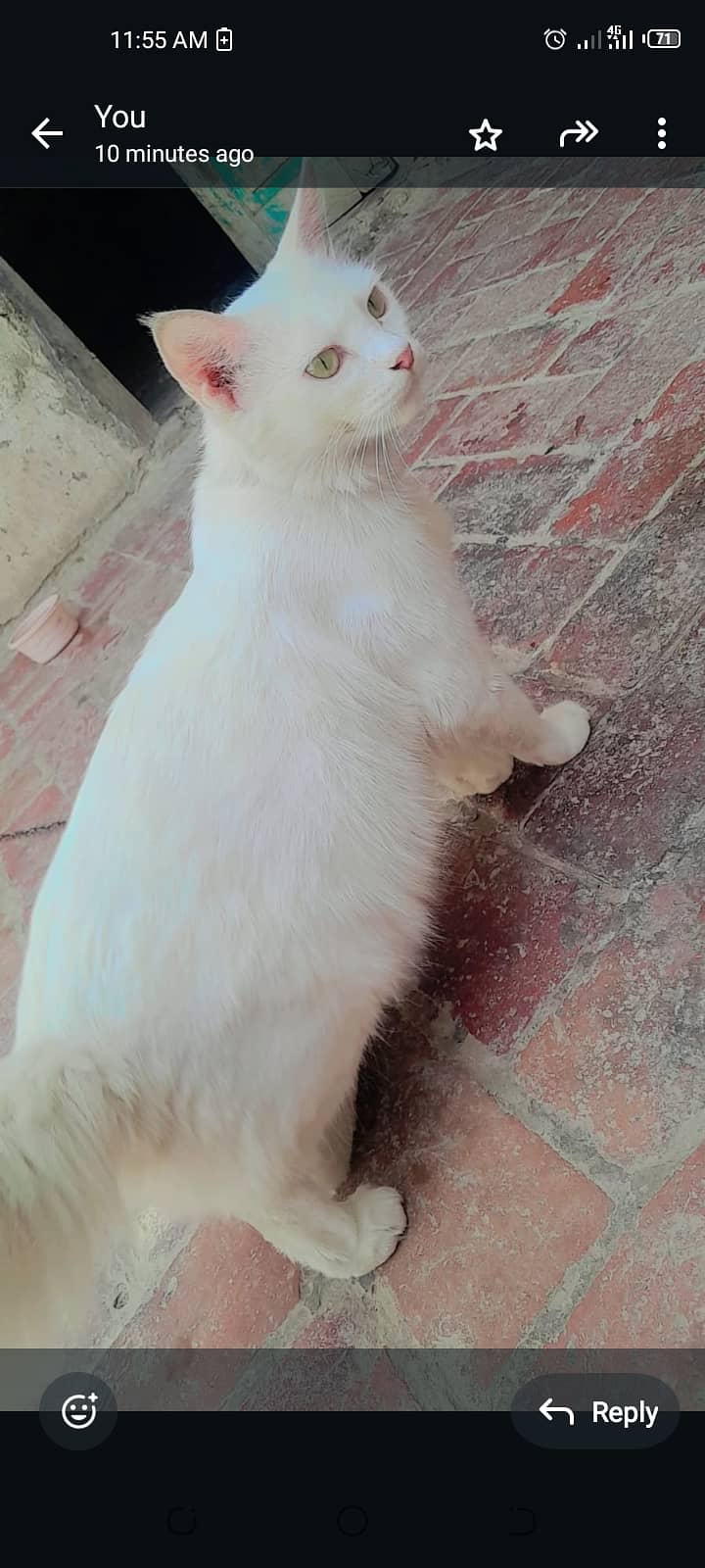 Cut cat 1