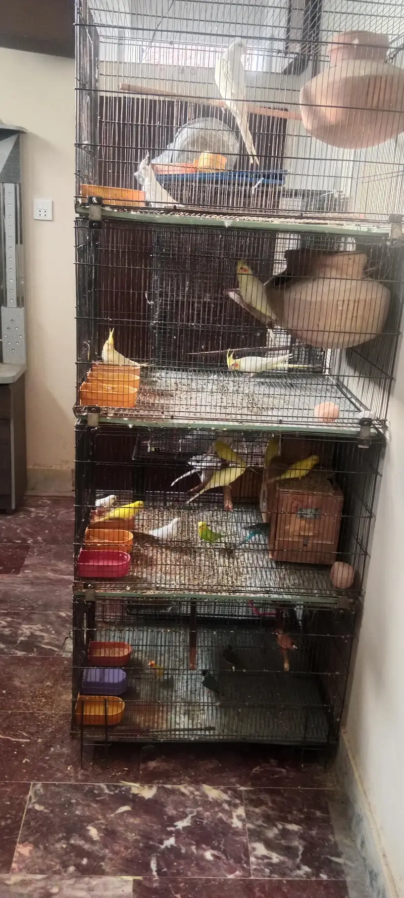 parrots ka jhula hay new hay bilkul — photo 3