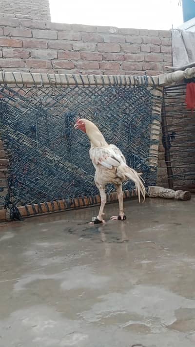 aseel Sindhi breeder long height