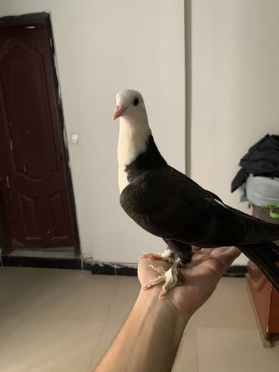 KarBalaye Full Handteam