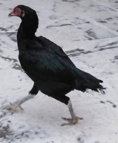 Hen for sale