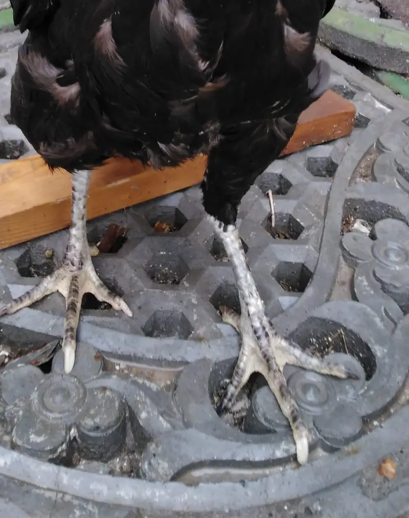 Hen for sale — photo 2