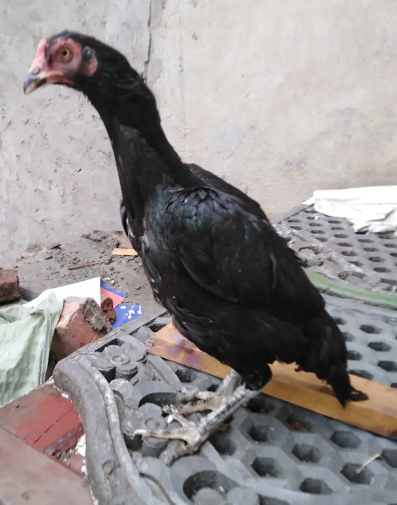 Hen for sale — photo 3