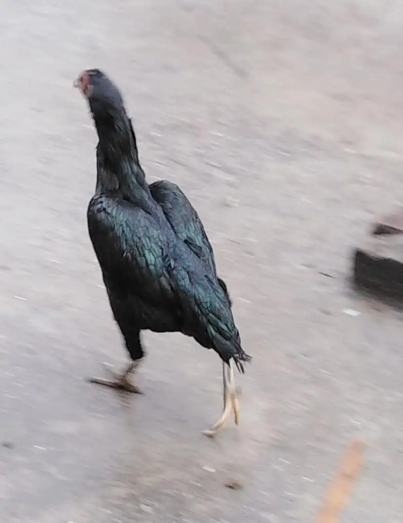 Hen for sale — photo 4
