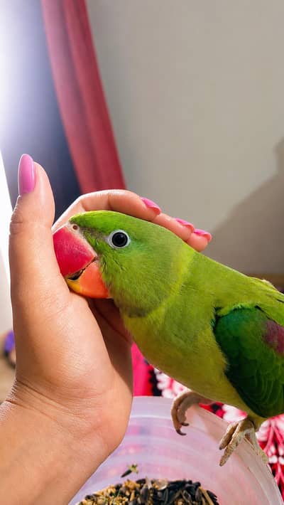 Raw parrot