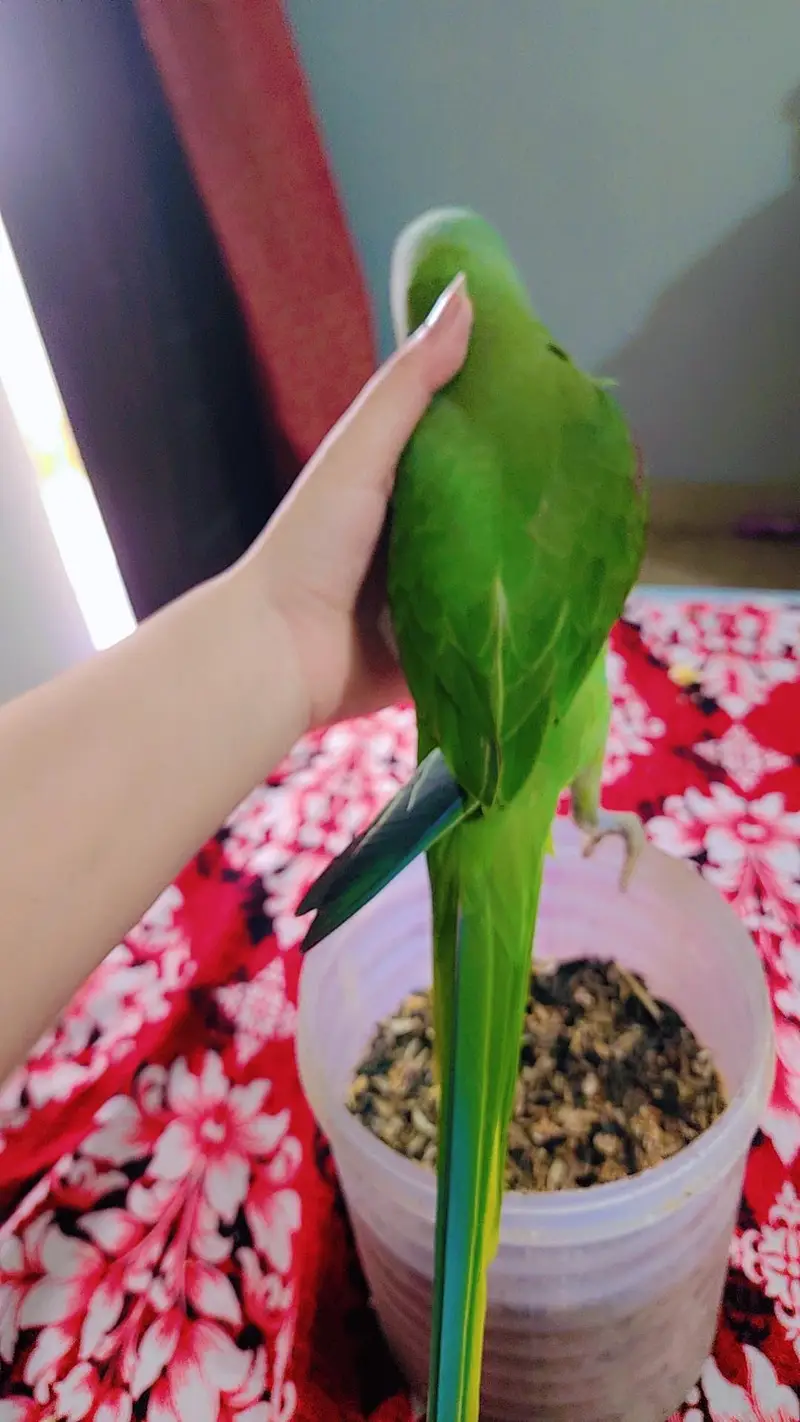 Raw parrot — photo 2