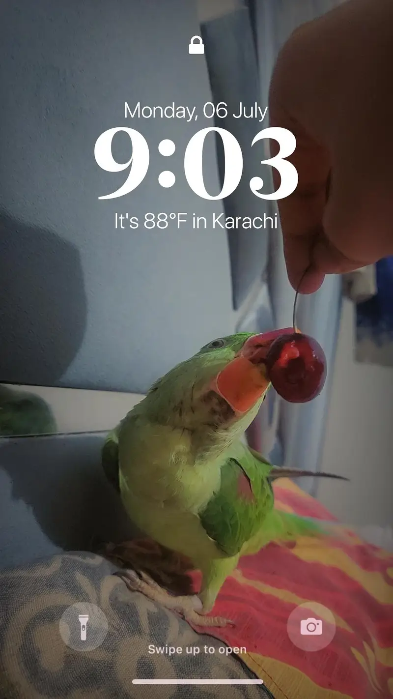 Raw parrot — photo 3