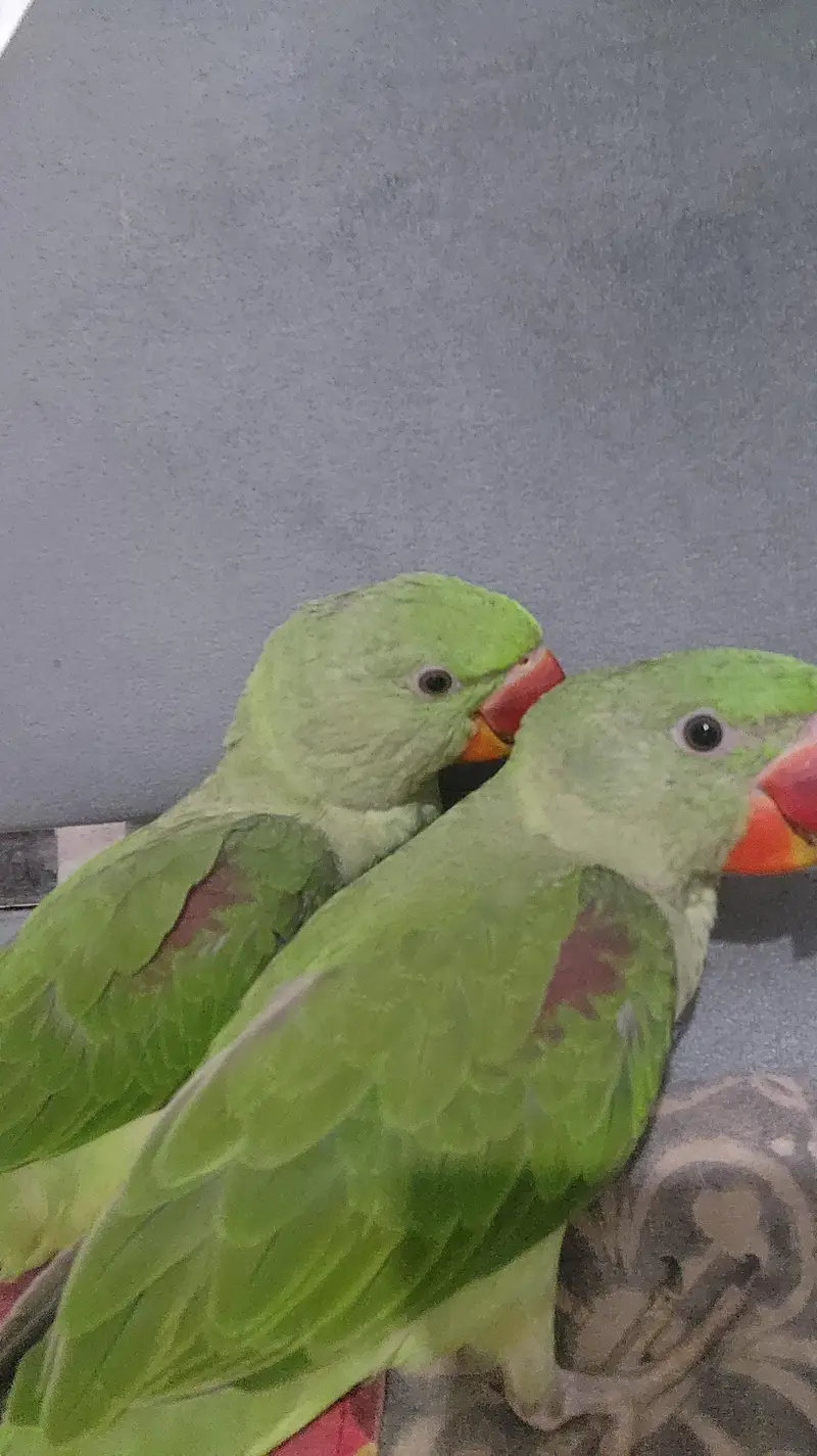 Raw parrot — photo 4