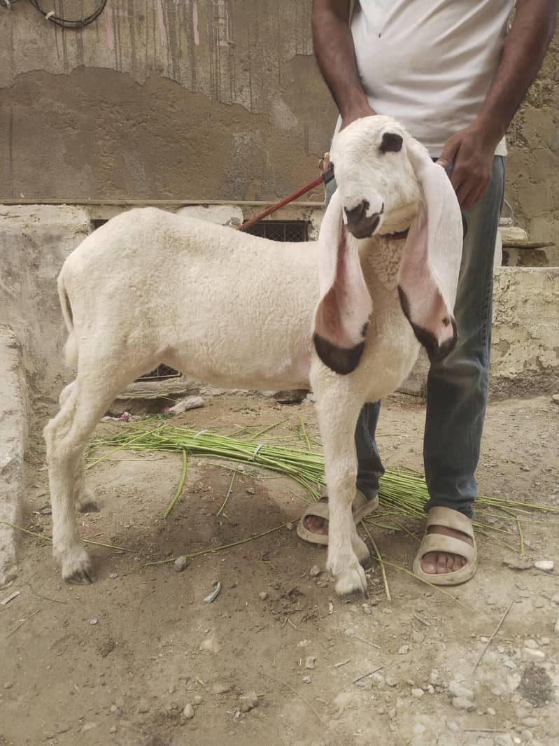 gajla 0