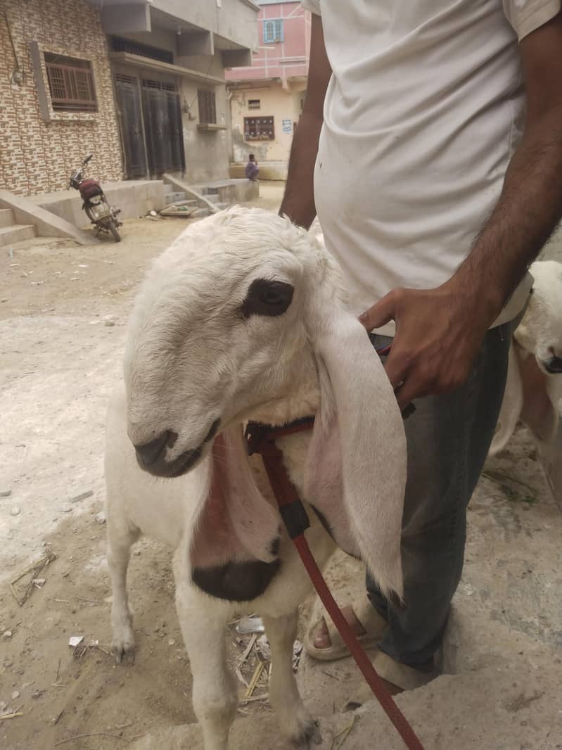 gajla 1